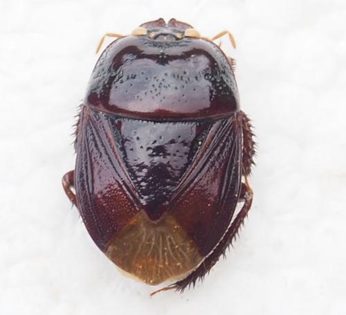 Cyrtomenus emarginatus
